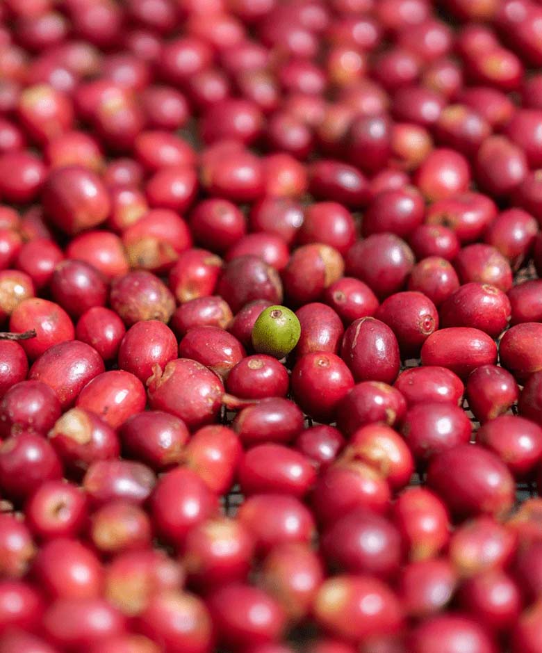 Wood Valley Single Estate Coffee Cherries | Big Island Coffee Roasters