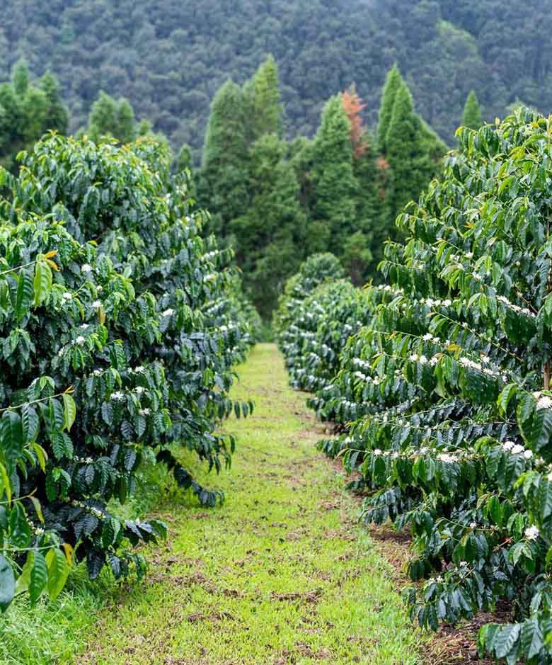 Wood Valley Single Estate Coffee Farm | Big Island Coffee Roasters