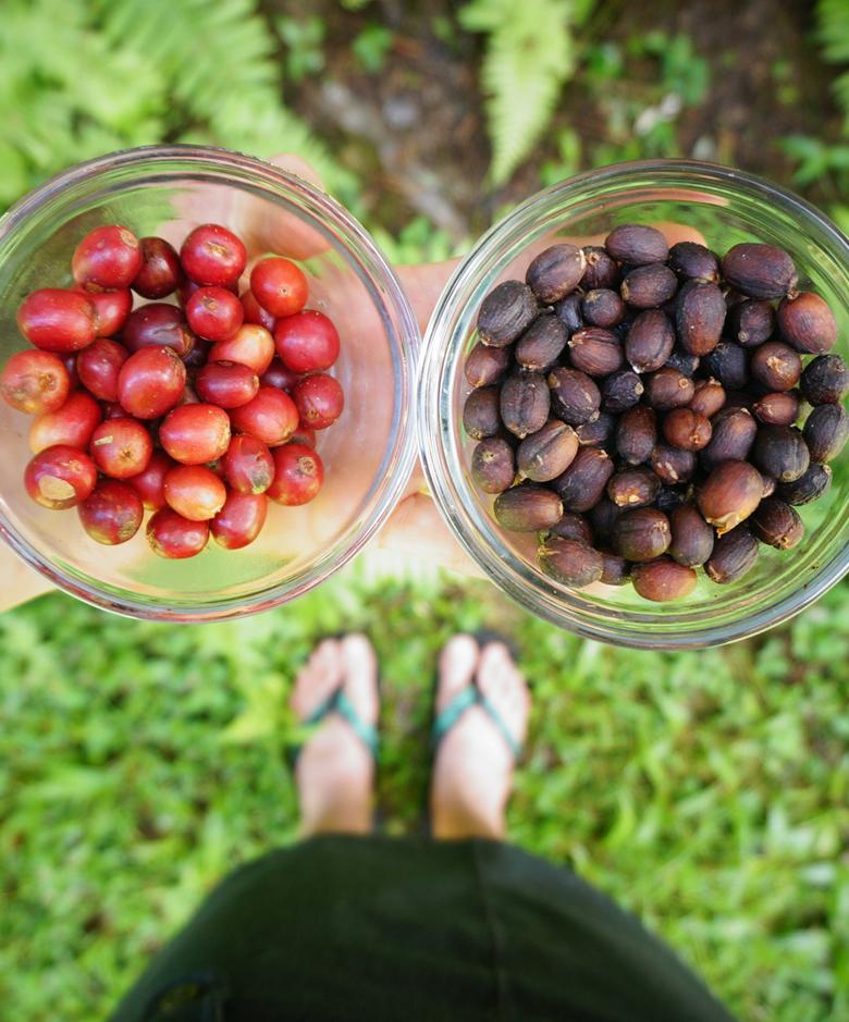 Big Island Coffee Roasters Hawaiian Coffee 10 oz / Whole Bean Ka'u Cloud Natural | 100% Kau Coffee Ka'u Cloud Natural | 100% Kau Coffee, Fruit Forward Natural Process