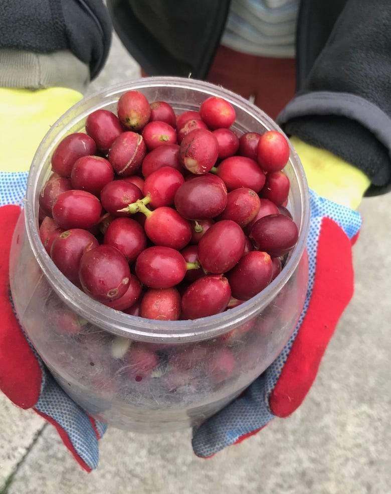 Big Island Coffee Roasters Hawaiian Coffee Hamakua Mahina | 100% Hamakua Coffee Hamakua Coffee | Stout Heart Dark