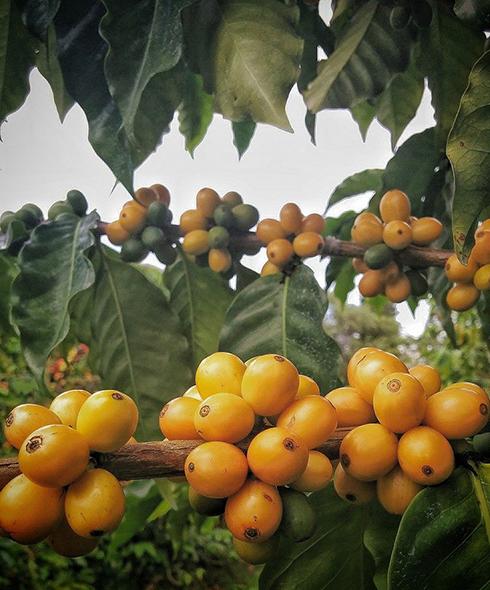 Big Island Coffee Roasters Hawaiian Coffee Honeyed Yellow Caturra | 100% Puna Coffee Honeyed Yellow Caturra Coffee