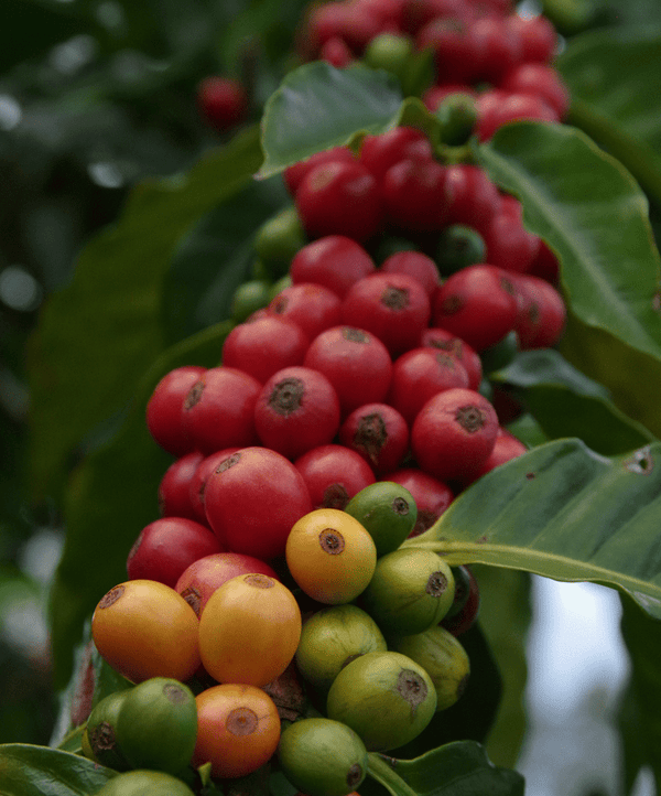 100 Hawaiian Dark Ka'u Coffee Big Island Coffee Roasters